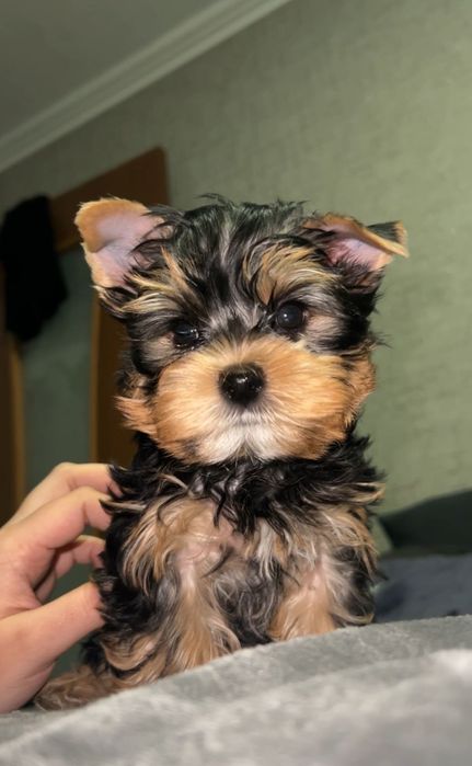 Кукольные мини мальчик и девочка