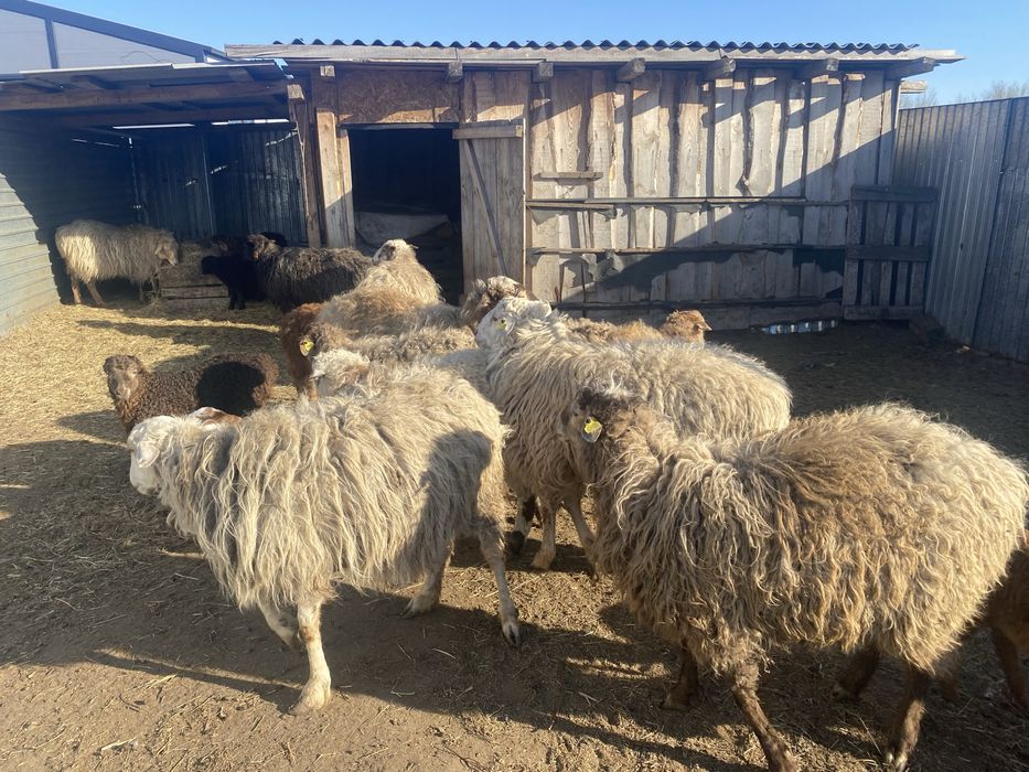 Продам баранов продам