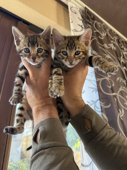 Бенгалски котета!