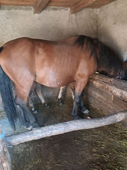 Vând iapă de 4ani