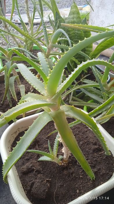 Распродажа. Почти даром.