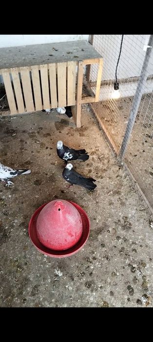 Продам бакинских ширакахвостых  разной масти, парамй продаются игра ле