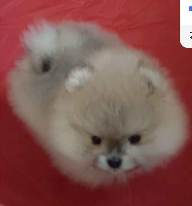 Мальчик минипомерашка