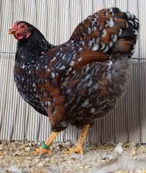 Oua Wyandotte Wiandotte rosu albastru auriu argintiu GSG si Australorp