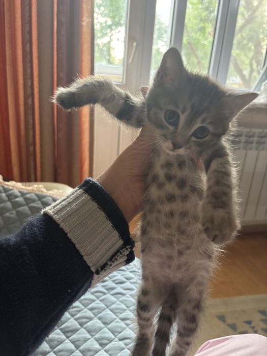 Продам котенка 2 месяца