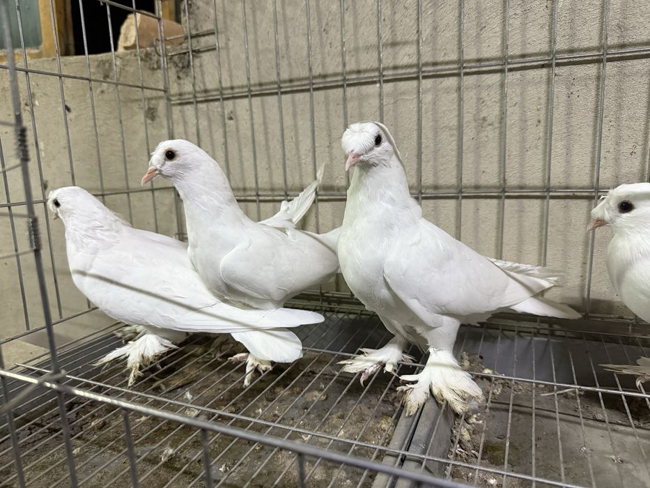 Такла белые молодые