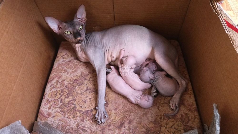 Котята конадского Сфинкса