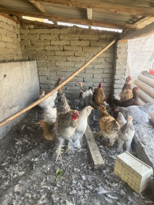 Brama zotli tovuqlar sotiladi
