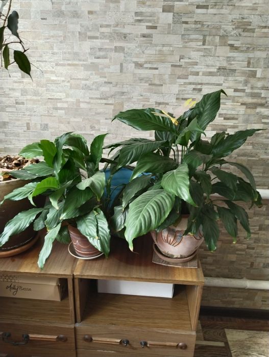 Продам женское счастье