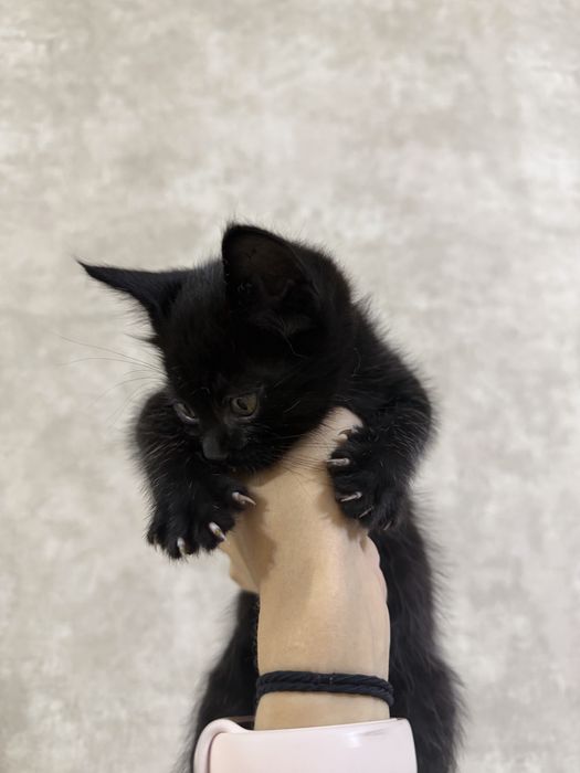 3 милых котика, хотят в добрые руки