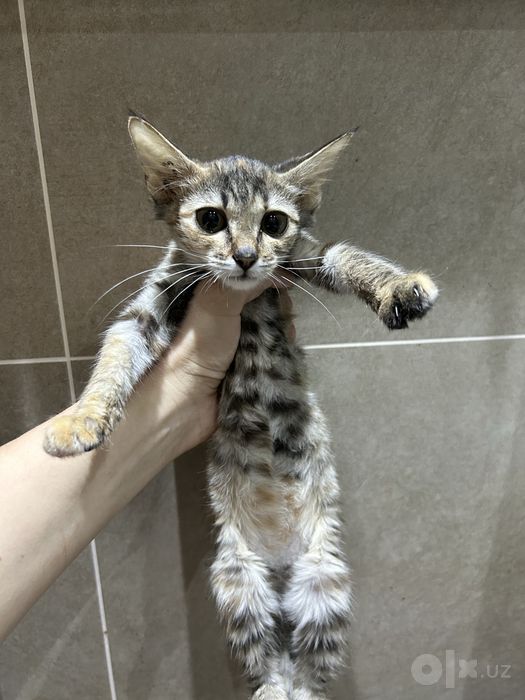 Котенок в добрые руки