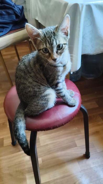 Отдам котёнка, девочку
