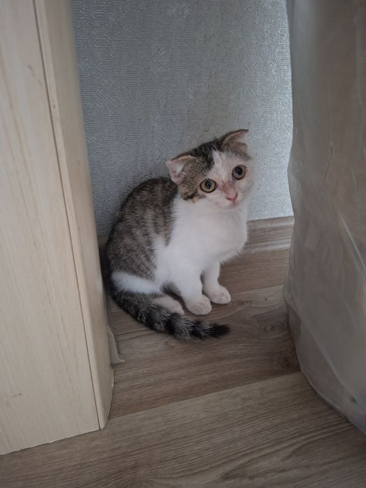 Отдам  котёнка девочка