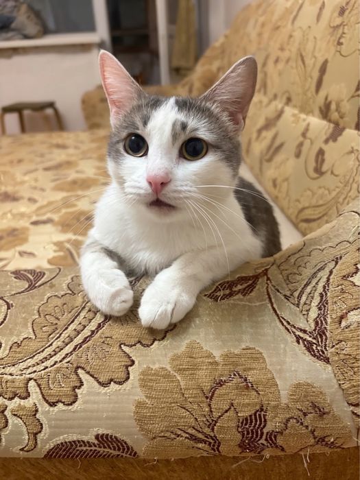 Отдается Стерилизованная Кошка