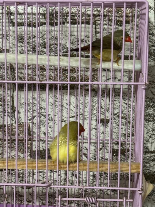 Тростниковые Астрильды