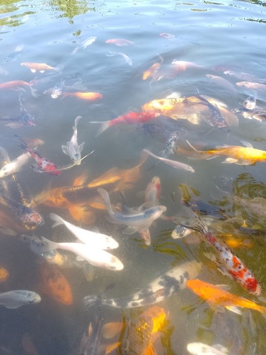 Crap koi , carași shubunkin,comete,trimit in toată țara !