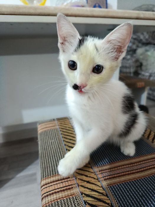 Котенок в добые руки!