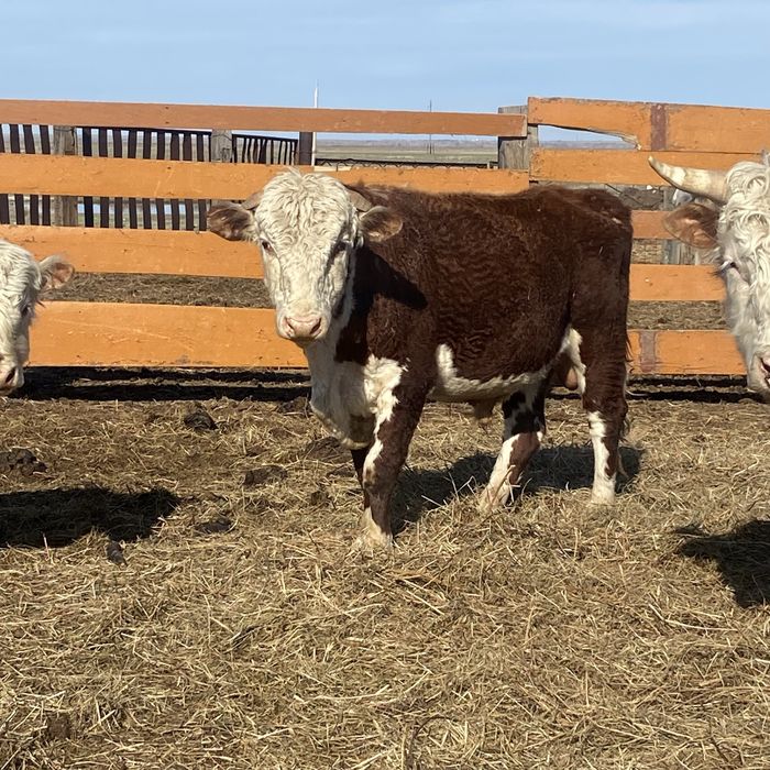 Бұқалар сатылады майскийде