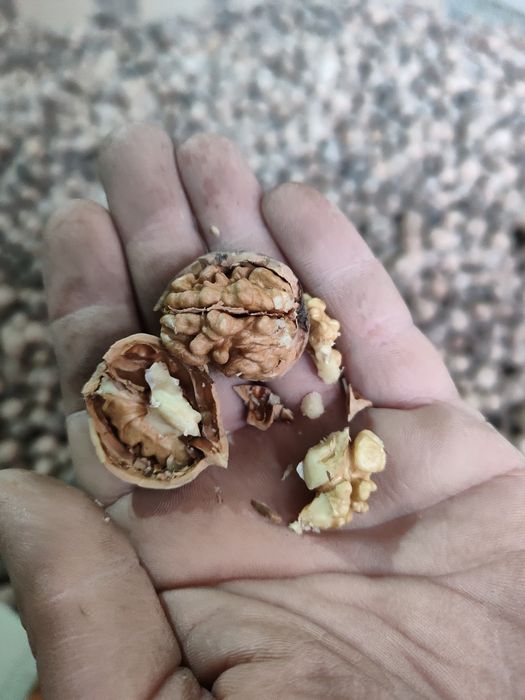 Орехи yonĝoqlar oq maĝiz