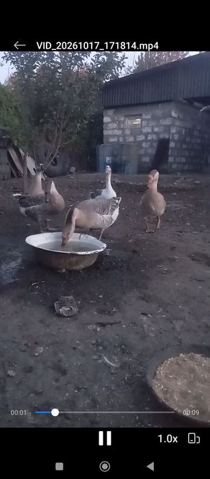 Продам гусей пятимесячные