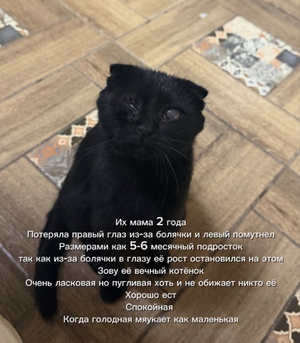 Котята 3 месячные