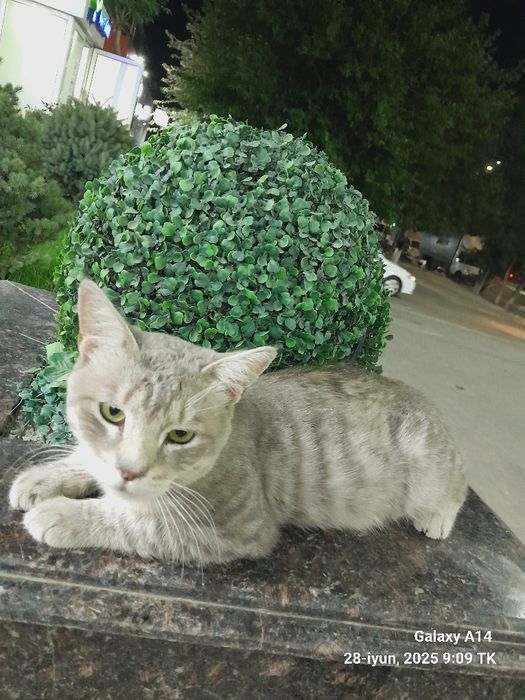 Zotor mushuk hammasiga javob