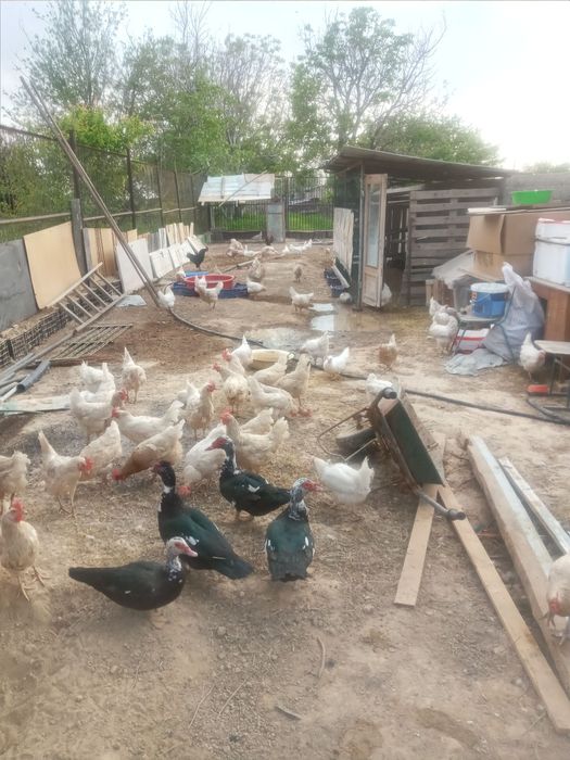 Xoʻroz~tovuq, oʻrdak, kurkalar sotiladi