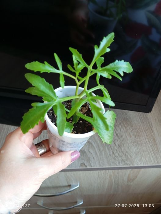 Отростки комнатных растений