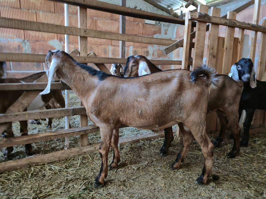 De vinzare țapi Anglo Nubian cu pedigree