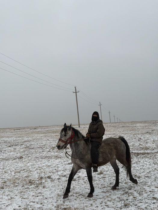 Продается жеребец айғыр