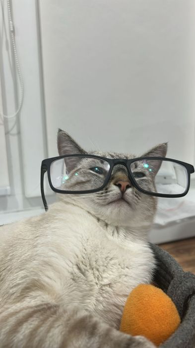 Годовалый кот, отдам