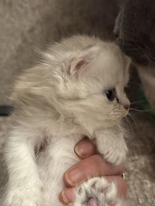 Котята вислоушки британцы