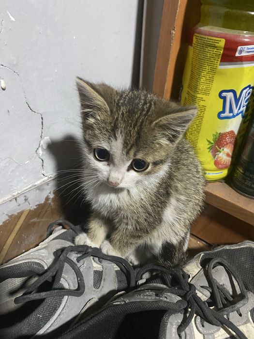 Отдам котёнка в хорошие руки
