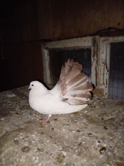 Голуби  кептер павлины