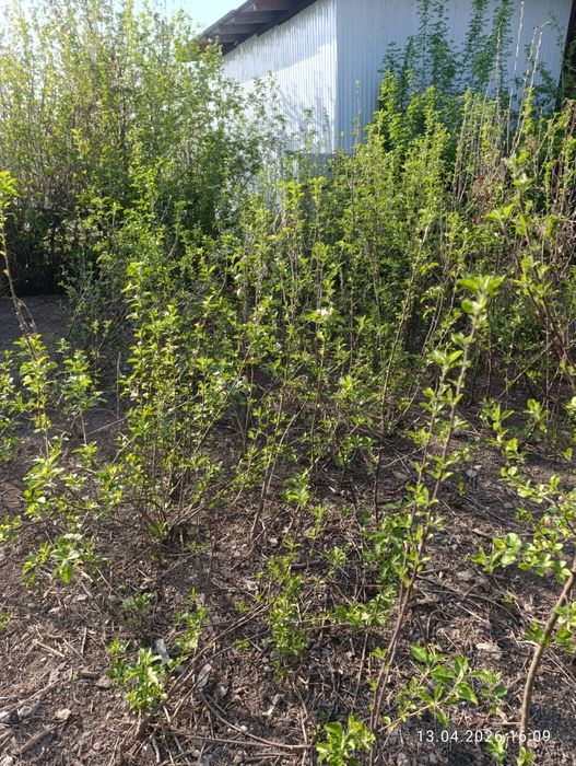 Продам хороший саженцы