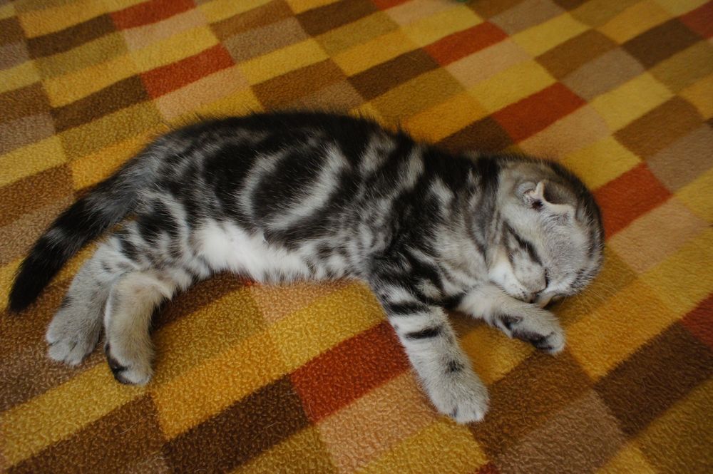 Вислоухие шотландские котята