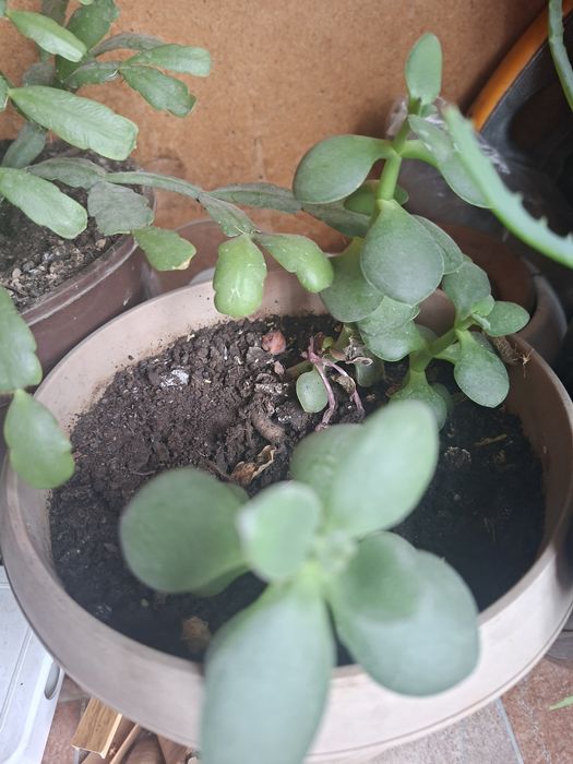 Продам цветы для дома