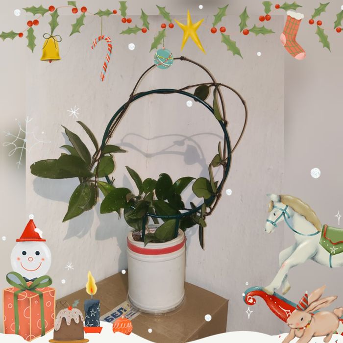 Доллар и другие цветы