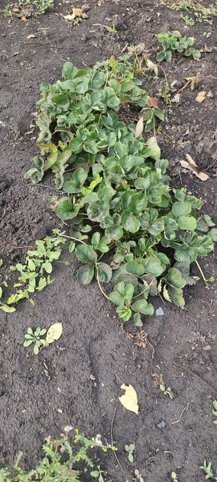 Продам  земельный участок