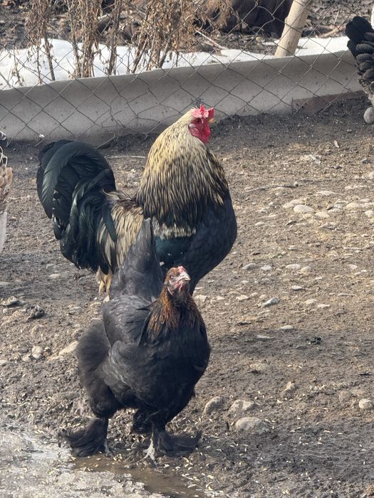 Продам петухов …