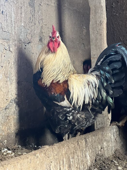 Қораздар  (петухи)