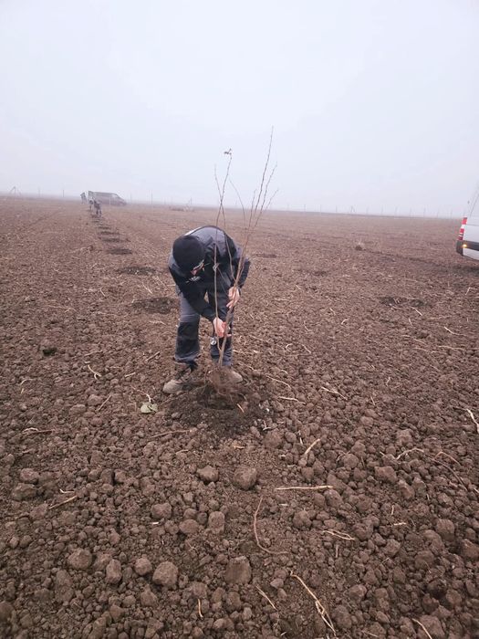 Infiintam livezi alun nuc pomi fructiferi plantare completa