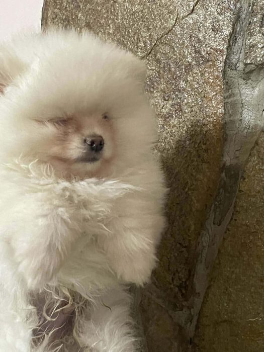 Малки  кученца- пумеран