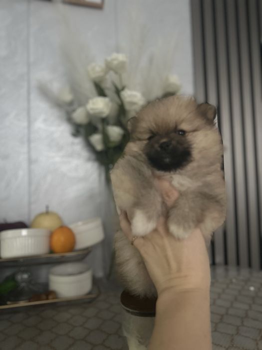 Готовятся к продаже Шпицы помиранцы девочки