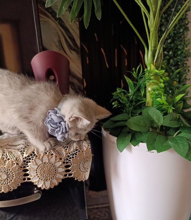 Serebristiy shinshila