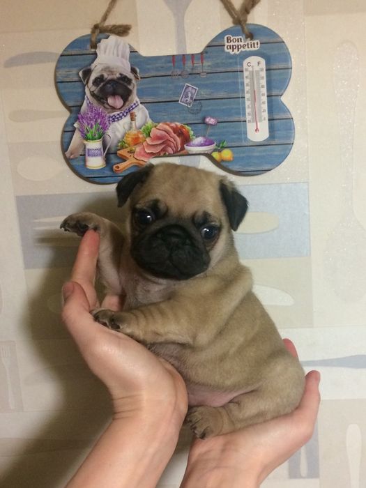 Мопсики с документами