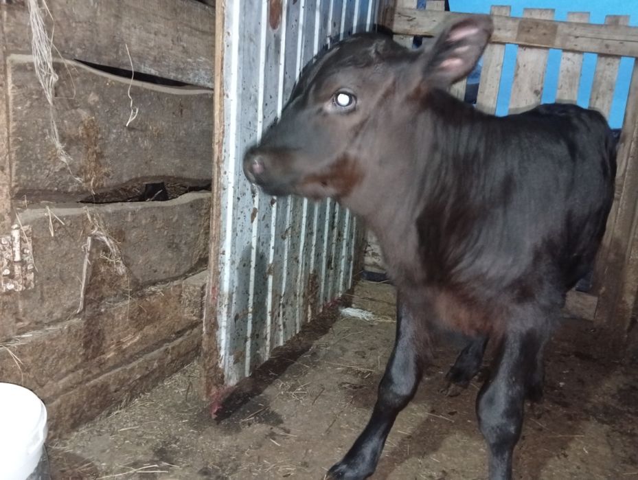 Продам тёлочку от молочной коровы