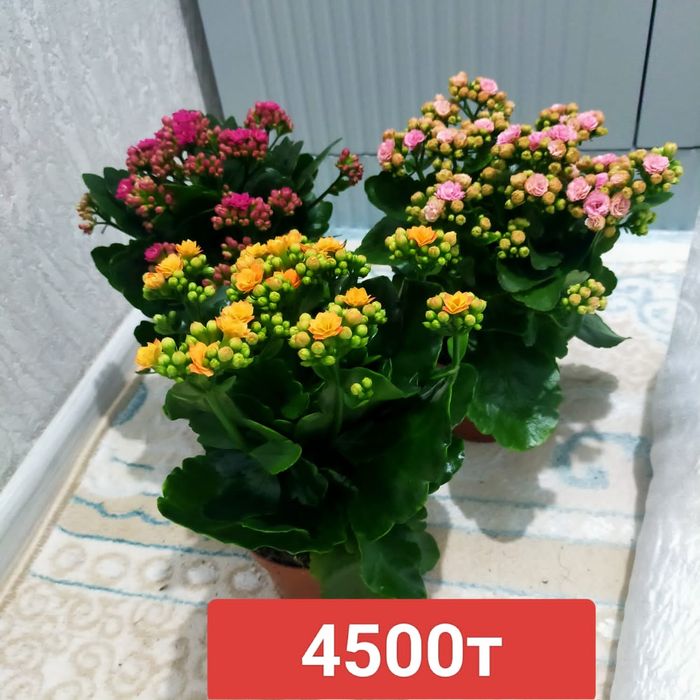 Свежие комнатные цветы