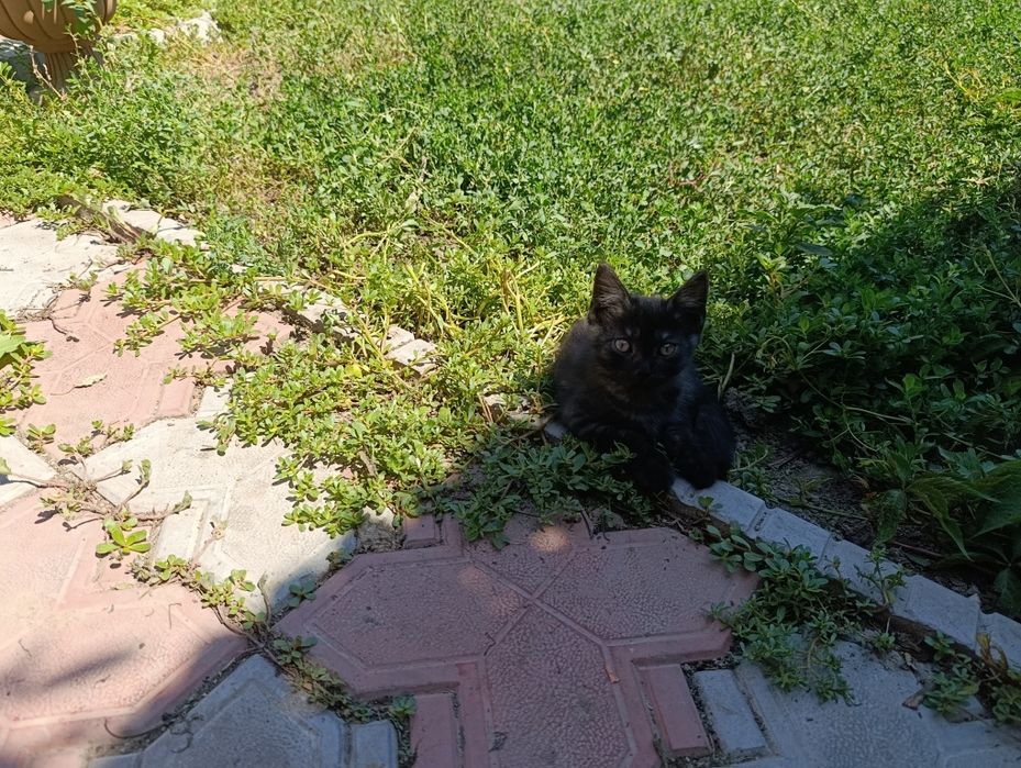 Котята мальчики от крысоловки