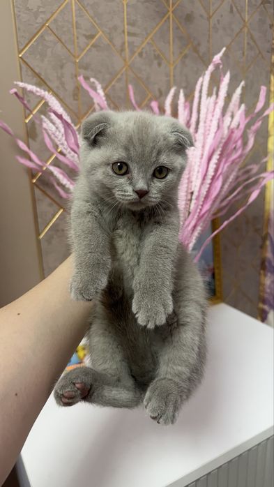 продается вислоухий  Котенок